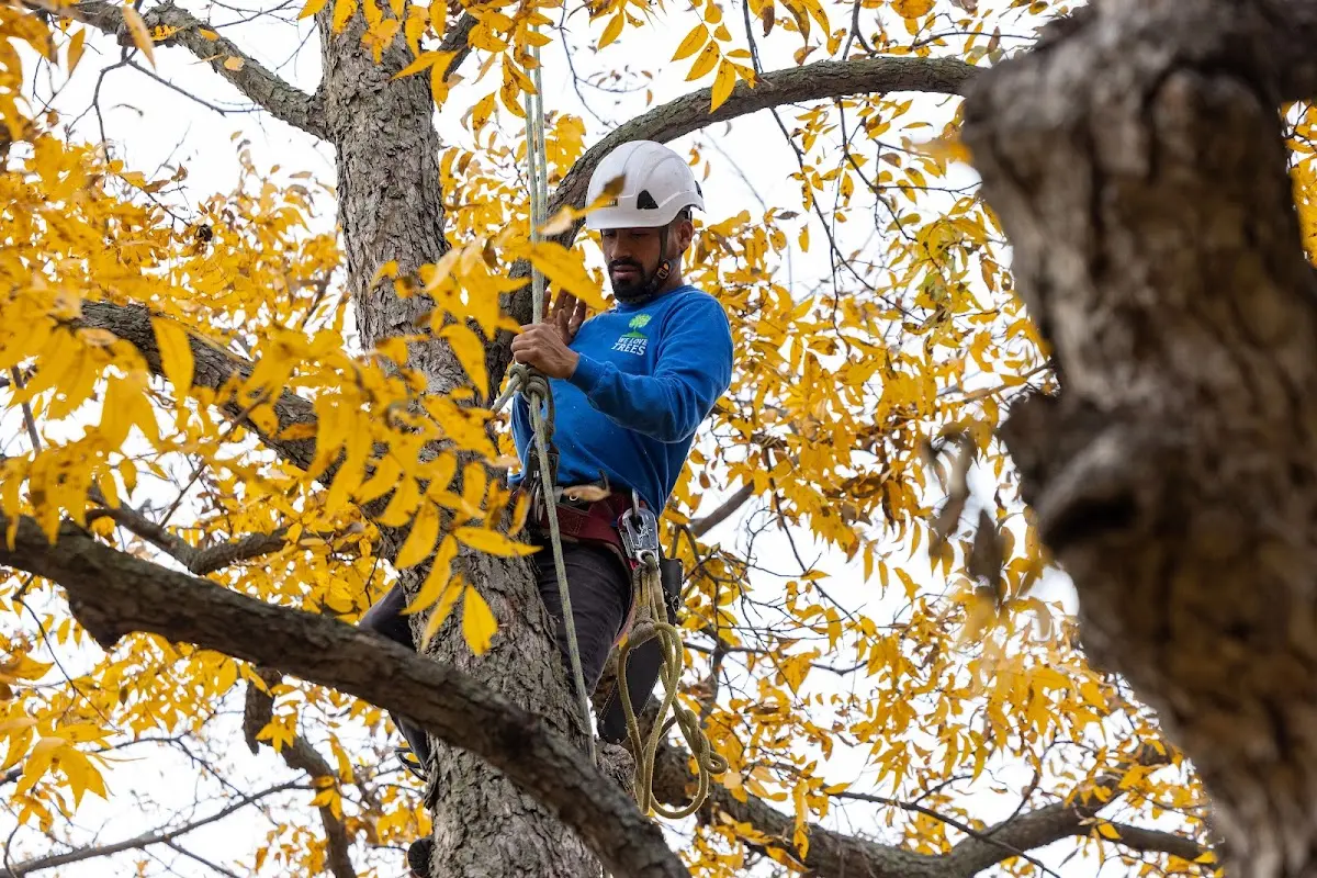 Skilled Tree Pruning crew working in Homestead
